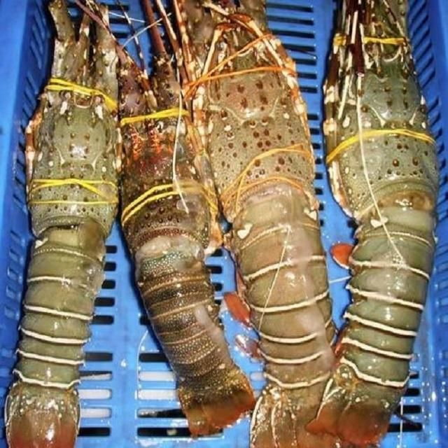 Frozen Fresh Lobsters Large Whole Seafood Selection With Refined Appearance Strong Freshness And Reliable Handling - Image 4