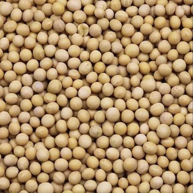 Drought Tolerant Soybean Seed Reliable Crop Soybean Seed For Resilient Growth In Challenging Environmental Conditions - Image 4