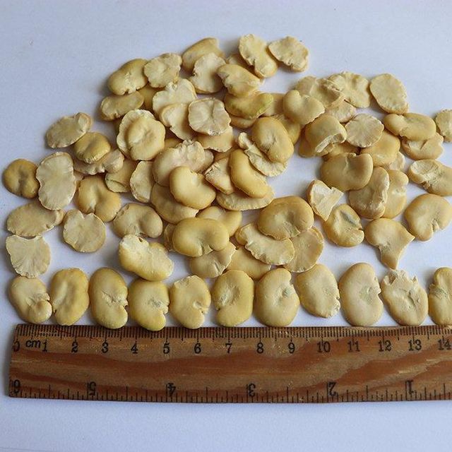 Wholesale 2023 New Crop Split Raw Plain Bulk Dry Fava Beans - Image 4