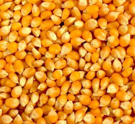 White corn yellow maize 50kg per bag 25tons 15days yellow corn animal feed Dried Grade 2 White Maize/Corn Non- - Image 1