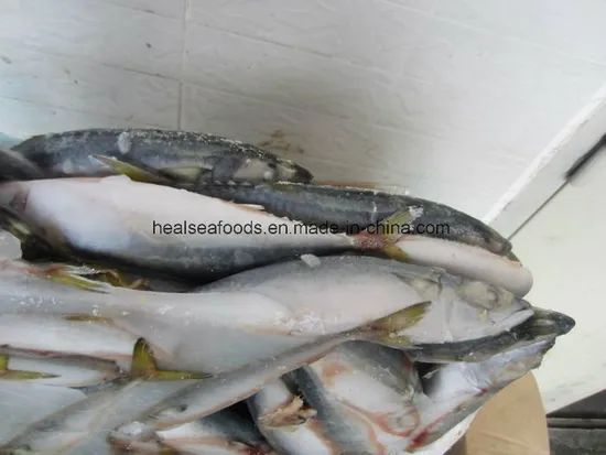 Frozen Chub Mackerel /Pacific Mackerel Resource Wild G.W. 10kgs/CTN N.W. 9.5kgs/CTN HS Code 03035400 Trademark healsea Model NO. - Image 4