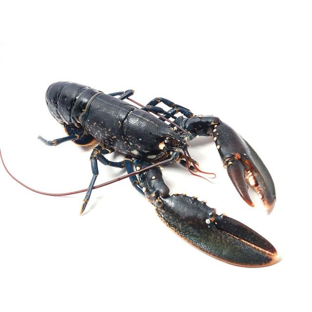 Wholesale Exporter We Sell Frozen Lobster / Live Lobster/Frozen Seafood - Image 5