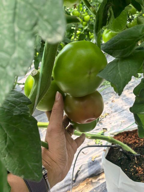 Fresh Tomato - Image 1