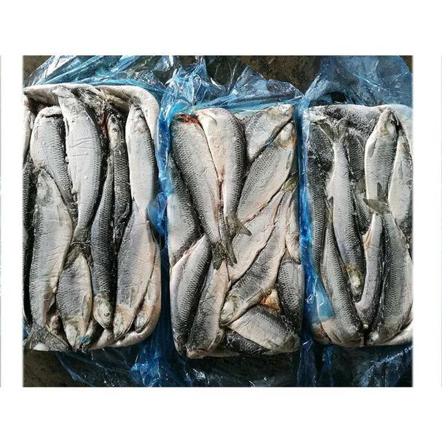 Frozen Herring Fish Nutrient Rich Whole Fish Processed Under Hygienic Conditions For Bulk Seafood Purchases - Image 4
