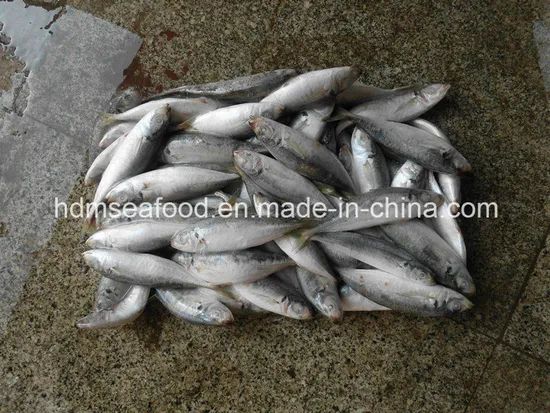 New Land Fish Pacific Mackerel (25cm+) Gw 10kgs Nw 9.5kgs Model NO. M Style Whole Origin China Processing Bqf Packing Way - Image 2