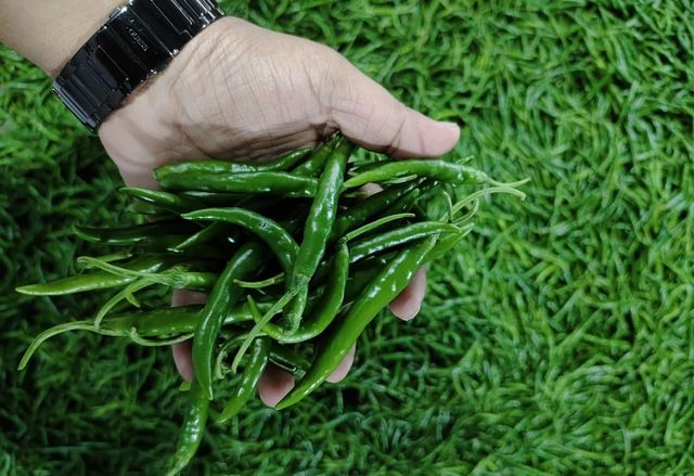 Fresh G4 Green Chilli – Indian Hybrid | Gujarat Origin | 3.8 KG Net / 4.4 KG Gross per Box | Premium Quality - Image 3