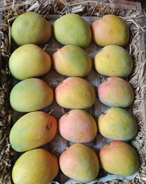 High Quality Fresh Alphonso Mango by International Super Grade 3kg Box-Deliciously Sweet Flavor at an Excellent - Image 4