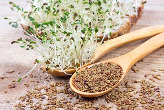 Quality Grass Seeds Alfalfa for sale / wholesale Alfalfa Seeds for sale - Image 3
