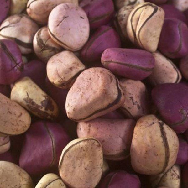 Kola Nut Type ?? Grade ?? Packaging ?? - Image 2