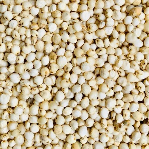 Raw Organic Sorghum Grain stock Whole Raw Dried Sorghum Raw whole dried Sorghum - Image 3