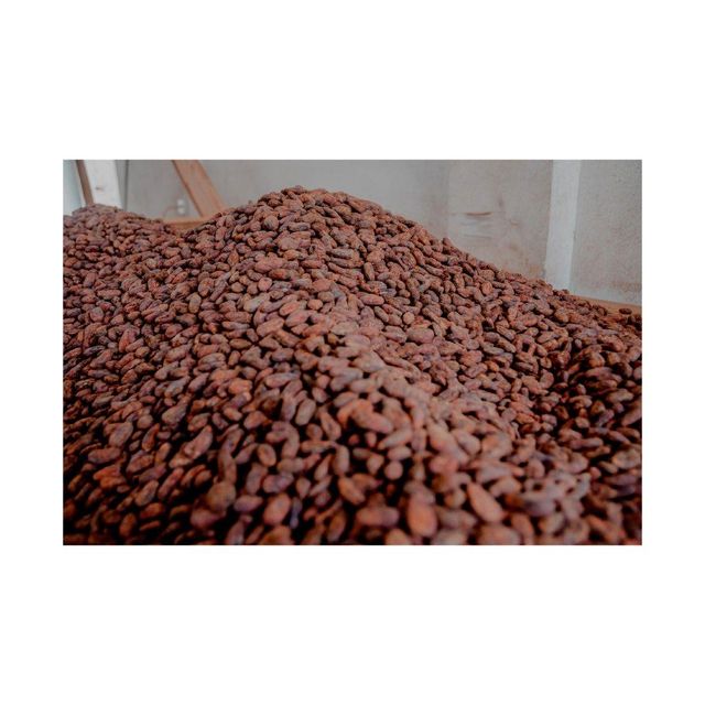 High Quality Cocoa Beans 100% Natural - Image 4