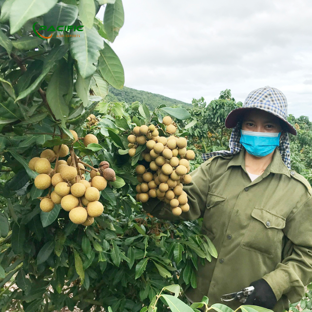Longan Premium quality export Type Frozen & Fresh Place of Origin Vietnam Quality 90 - 120 pcs - Image 6