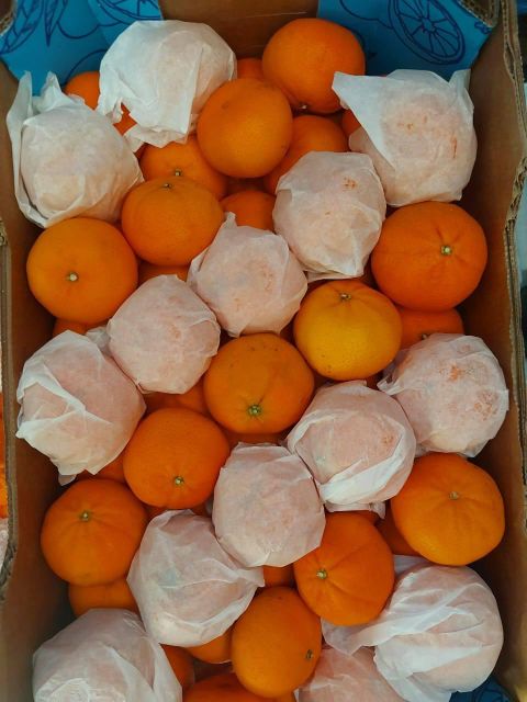 Fresh Murcott Oranges Sweet Juicy Easy Peel Premium Quality For Export quality packing - Image 3