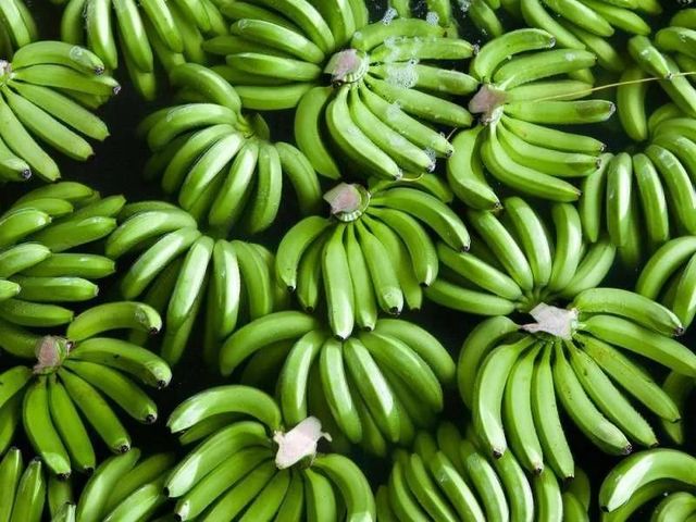 Wholesale 100% Natural Fresh Cavendish Bananas Thai Fresh Fruits of Export Quality Agriculture Products - Image 4