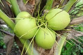 Green Young Coconut - Image 3