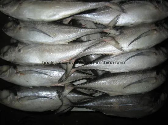 Muroaji/Hard Tail/Scad Fish Style Whole Processing BQF Model NO. 6586 HS Code 03035300 Trademark healsea Certification - Image 4