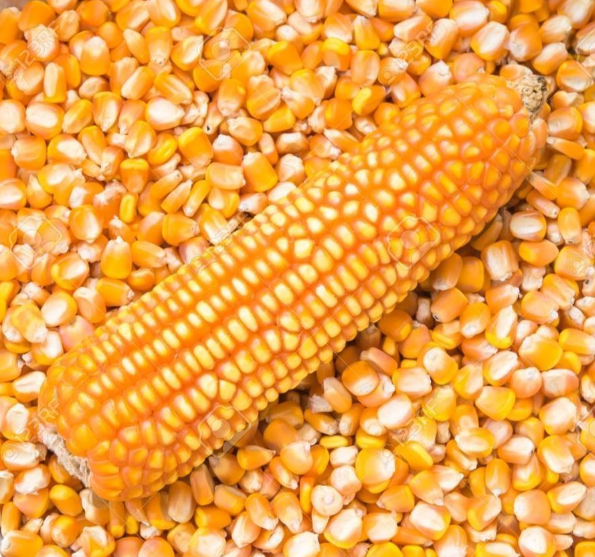 Top Selling Non GMO Yellow Maize Corn/ White Corn & White Corn/Air Dried Yellow Maize Corn for Sale - Image 3
