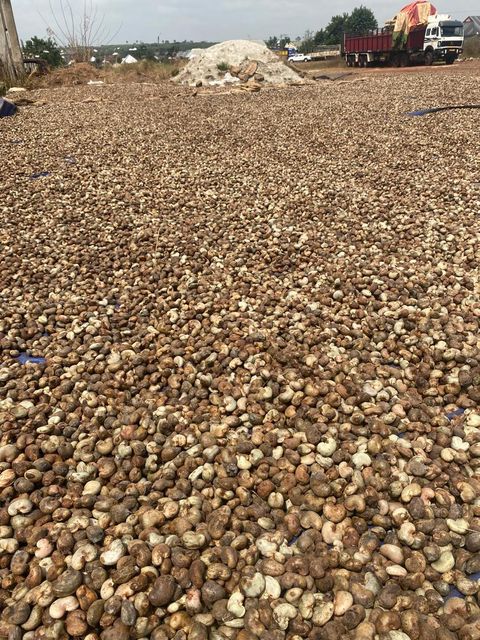 Raw cashew nuts and kernel - Image 2