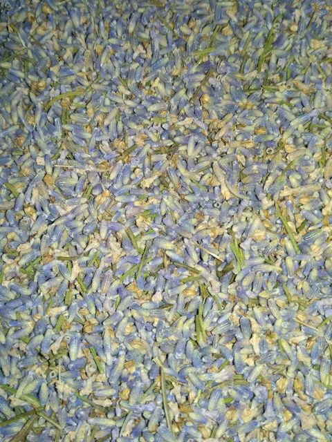Dried Lavender Grade FOOD Packaging HDPE BAGS Max. Moisture (%) 8% Shelf Life 24 MONTHS Place of Origin INDIA Storage Type COLD STORAGE - Image 5