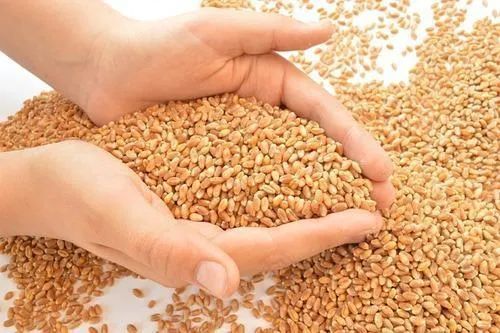 premium Hard Red Spring Wheat (HRSW) - Image 4