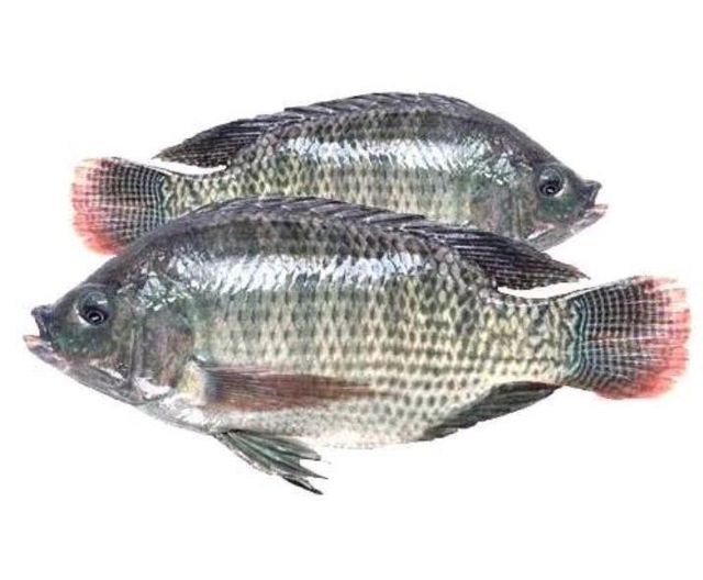 Tilapia Packaging - Image 1