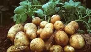 Fresh Sweet Potatoes Flavor Sweet Texture Soft Tuber Shape Oval Bud Eyes Shallow Water Content High Starch Content Low Packaging Sweet potatoes - Image 1