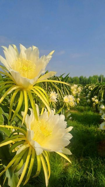 Premium Export Quality Dragon Fruit Origin Vietnam Product Type Fresh, Fruits & Vegetables, Sweets, Vegetarian & Vegan Products - Image 3