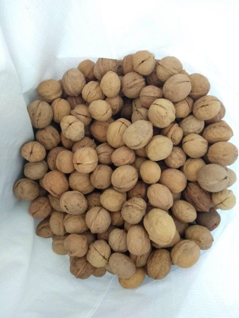 Premium Quality Fresh Walnuts in Shell for Global Wholesale Buyers - Image 3