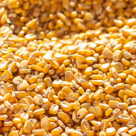Wholesale White & Yellow Corn for Animal Feed | Feed Grade Maize | Bulk Export Supplier Thailand - Image 4