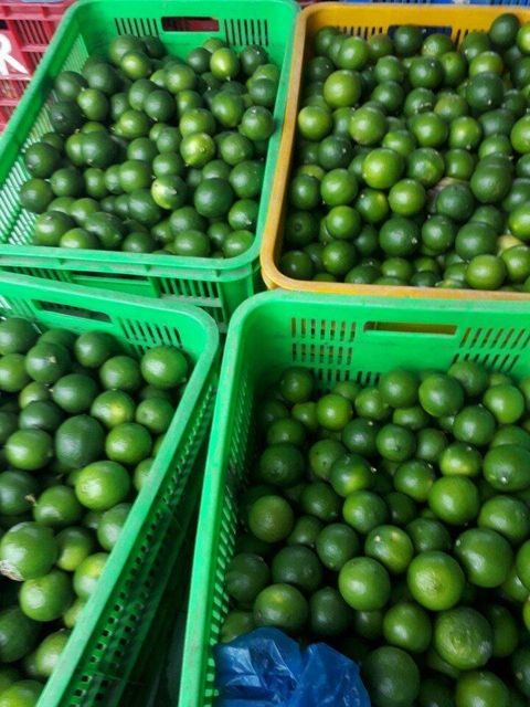 Fresh Seedless LongAN / Fresh Seedless Watermelon Vietnam Grade A Type LIME Color Green Style Fresh Weight (kg) 12 Brand Name - Image 5