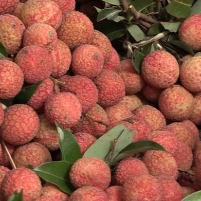 Fresh Lychee from Vietnam with high - quality product good price for export - Image 3