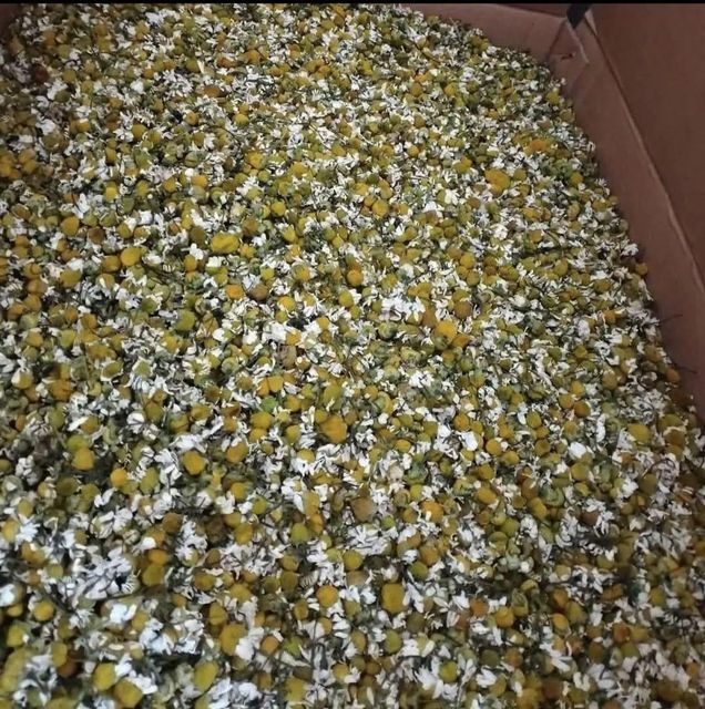 chamomile flower - Image 1