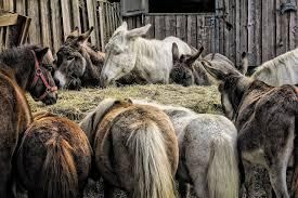Donkey Milk - Image 1