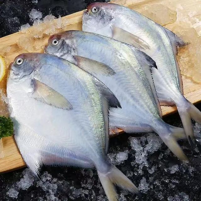冰鲜鲳鱼 - Image 1