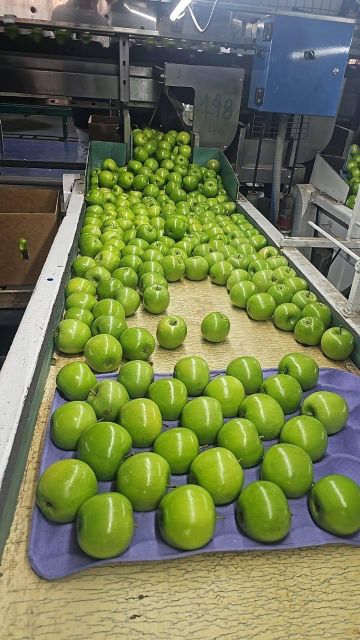 Top Quality Granny Smith Apples for sale - Image 4