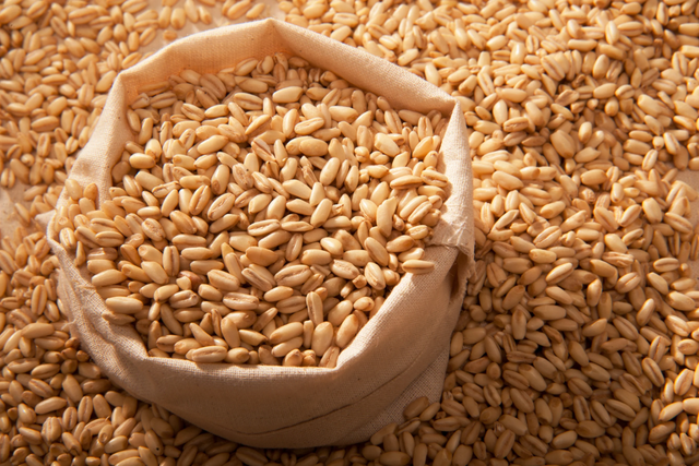 High Quality Organic Barley Malt Seeds Premium Barley Grains 24 Months Shelf Life Fast Delivery Low Price Wholesale Buy - Image 3