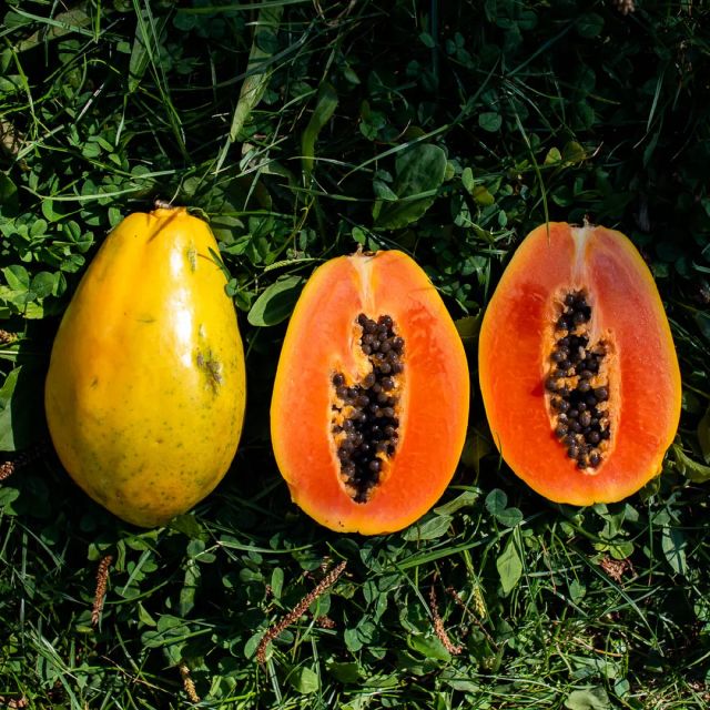 Papaya Golden Organic Yes Features Organic Degree of Processing Whole Degree Of Maturity Mature, Pre-Ripened, Unripe - Image 2