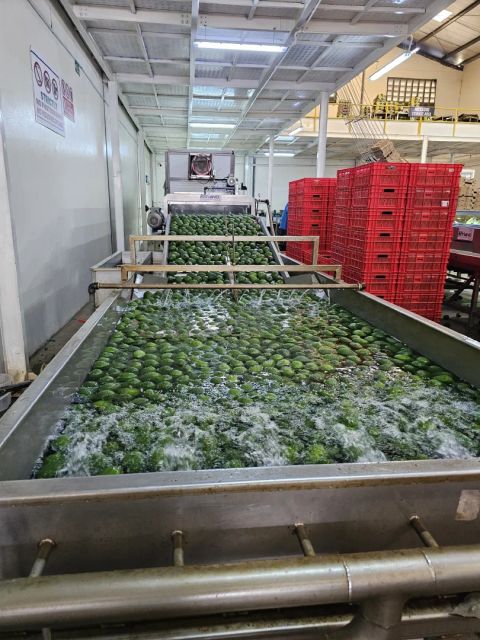 High Quality Fresh Avocado, Farm-to-Table traceable – product photo 3, product detail gallery