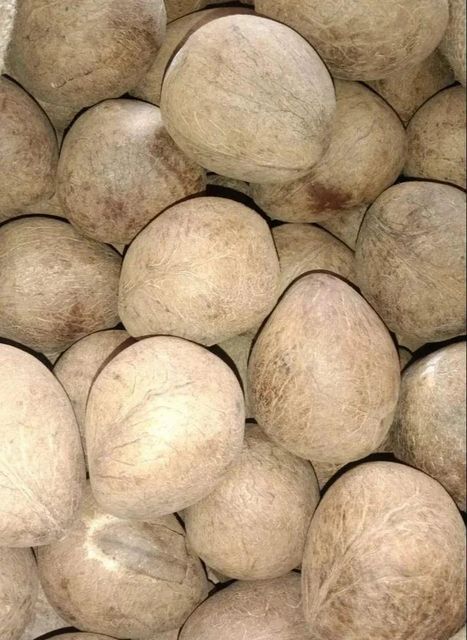 Indian Dried Copra (Ball / Cup Copra) – Export Quality - Image 2