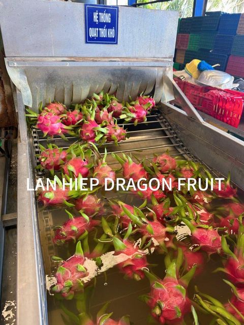 DRAGON FRUIT Việt Nam Features No Preservatives Fruit Type Other, Raspberry - Image 3