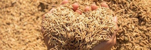 Basmati rice 1121 – product photo 4, product detail gallery