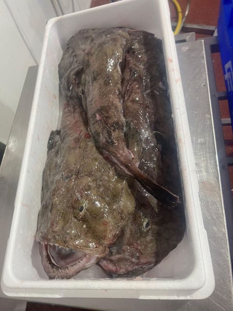 RELIABLE SUPPLY HIGHLY VALUED MONKFISH(LOPHIUS PISCATORIUS) 2-4Kg TAILS SEA FROZEN OPTIMAL FRESH MEATY TEXTURE - Image 3