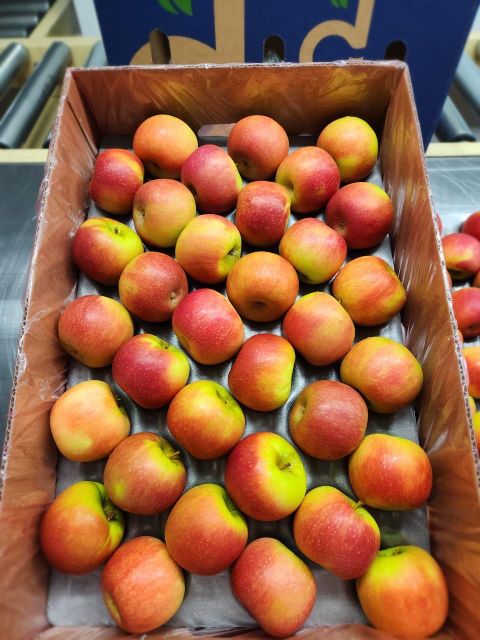 Export Quality South African Apples for sale Organic Yes Origin South Africa Quality Control Strict Shelf Life Guaranteed - Image 5