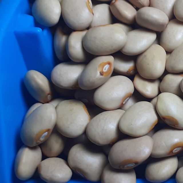 Wholesale Ethiopian High Quality Cream Beans Fresh Kidney Red and White Beans Common Cultivation Type - Image 3