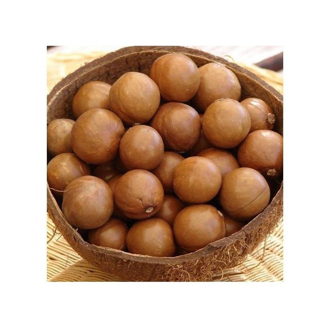 Macadamia nuts bulk supply wholesale cheap price premium quality - Image 4