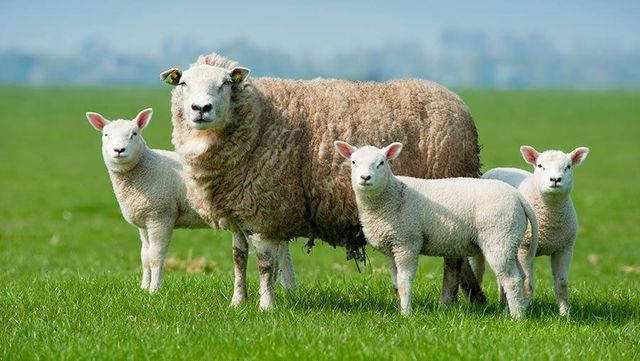 Low price live sheep offered in bulk supply suitable for farming and breeding - Image 2