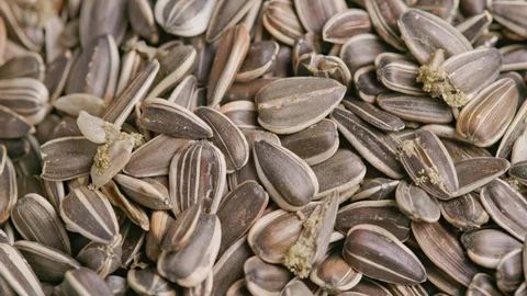 Sunflower Seeds Free Stock Photo - Public Domain Pictures - Image 3