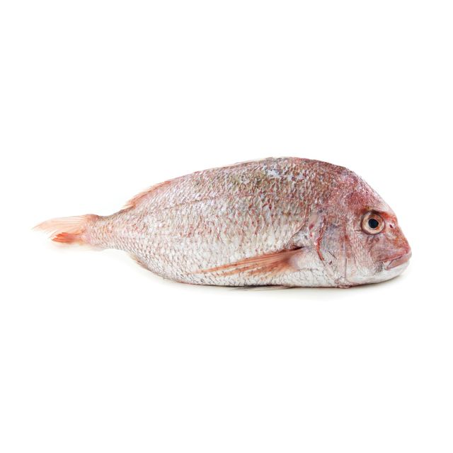 Best Quality Frozen white snapper fish Available Bulk at Cheapest Prices - Image 3