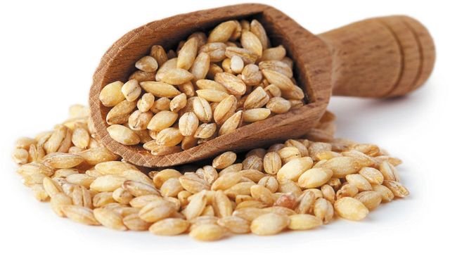 Grade Barley Grains Premium Barley Seeds/Animal Feed Barley/bulk Barley Grains Malted Barley Malt Grain for Sale - Image 4