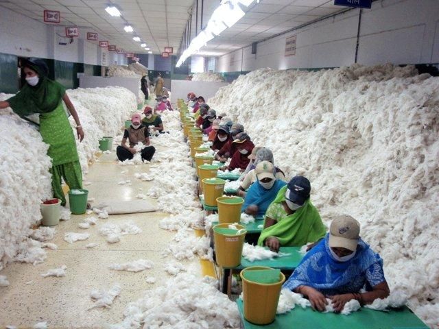 Raw Cotton - Image 3